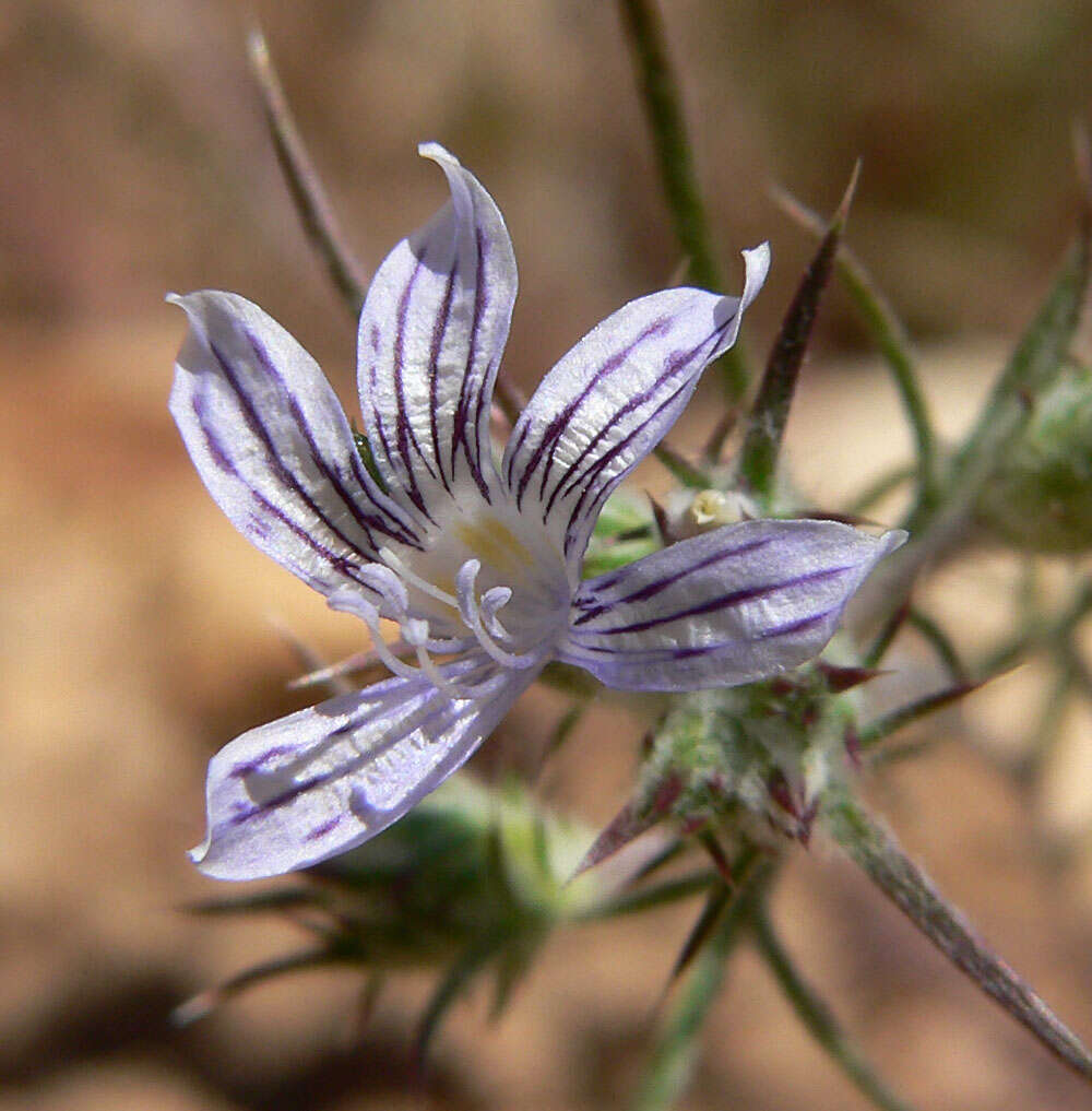 Image of desert woollystar