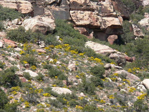 Image of narrowleaf goldenbush