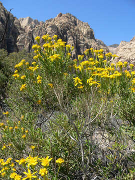 Image of narrowleaf goldenbush