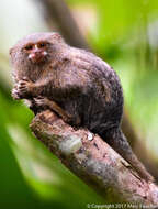 Image of pygmy marmoset