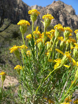 Image of narrowleaf goldenbush