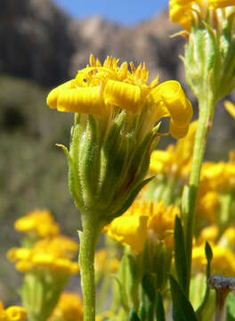 Plancia ëd Ericameria linearifolia (DC.) L. E. Urbatsch & J. R. Wussow