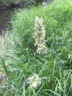 Image of Cocksfoot or Orchard Grass