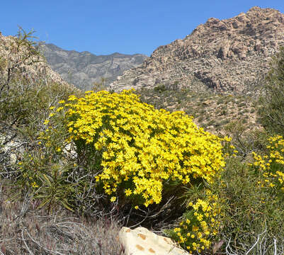 Image of narrowleaf goldenbush