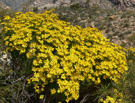 Image of narrowleaf goldenbush