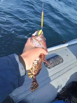 Image of Frog sculpin