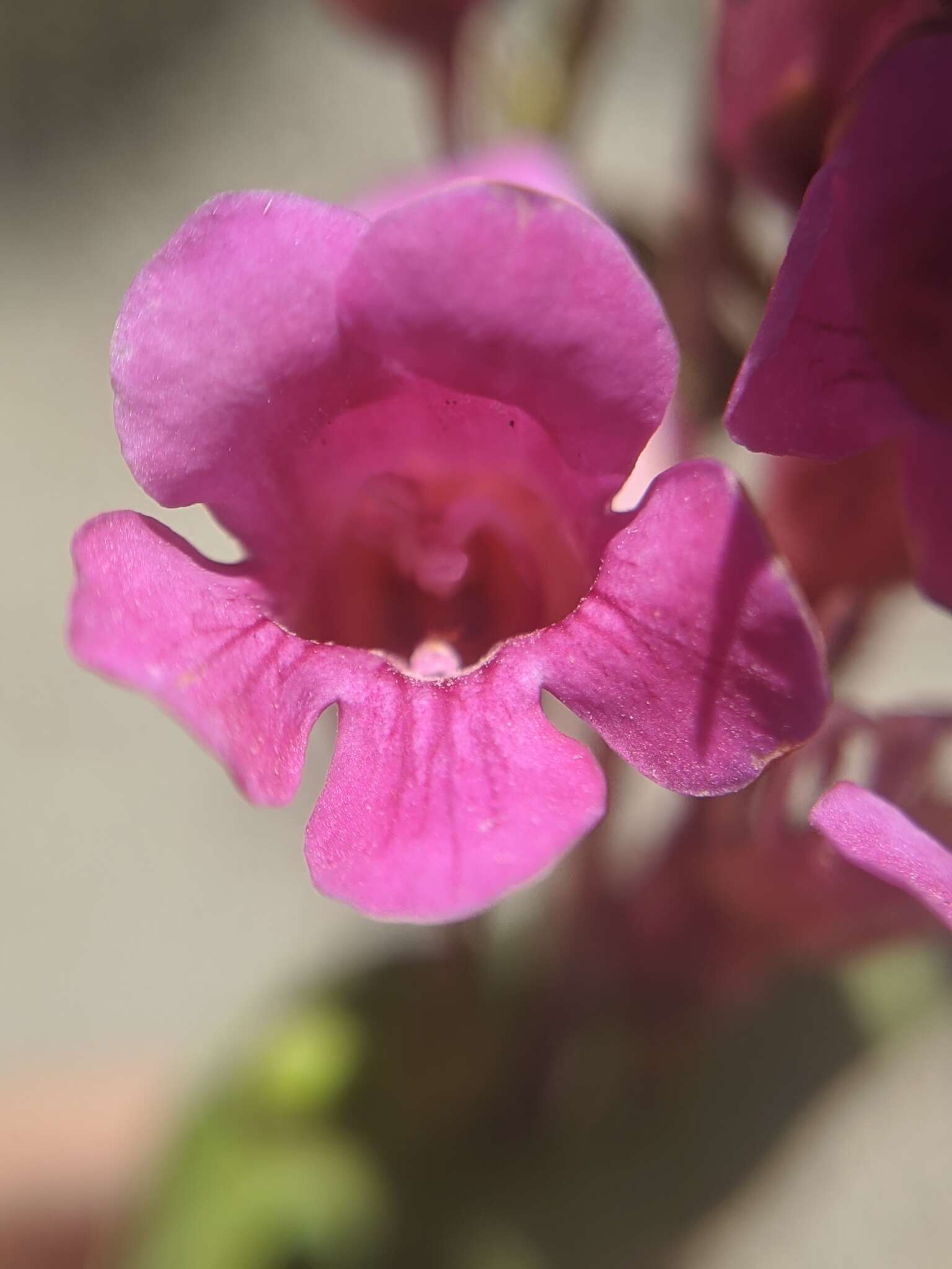 Image of San Jacinto beardtongue