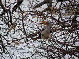 Image of Southern Yellow-billed Hornbill