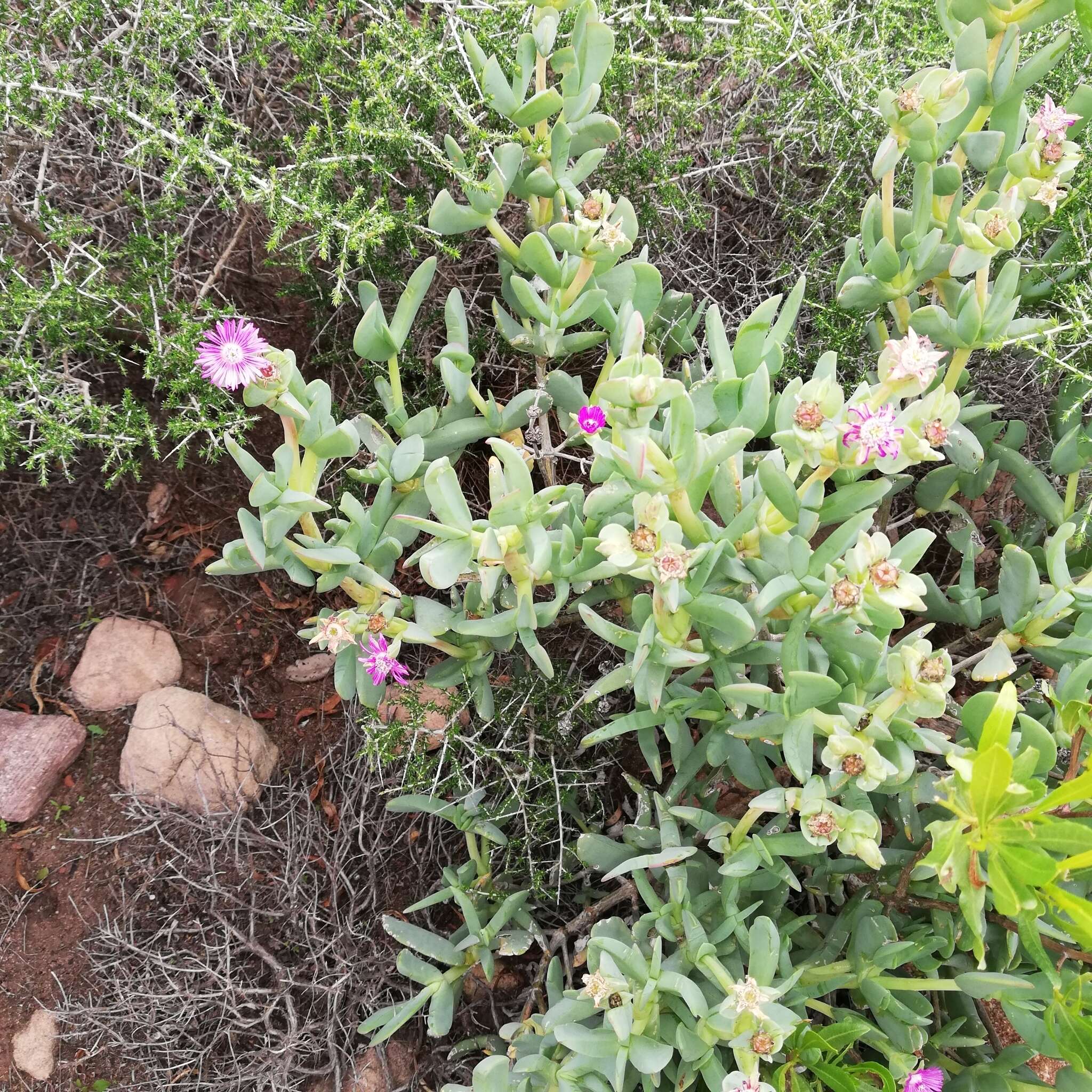 Image of Ruschia maxima (Haw.) L. Bol.