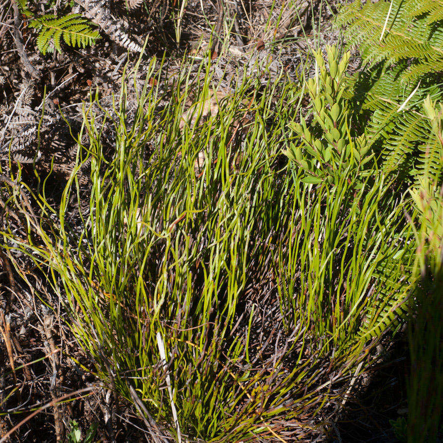 Imagem de Schizaea pectinata (L.) Sw.