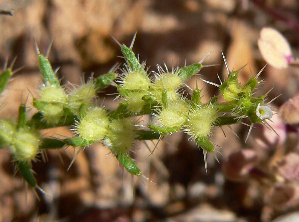 Image of moth combseed