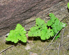 Image of goldback fern