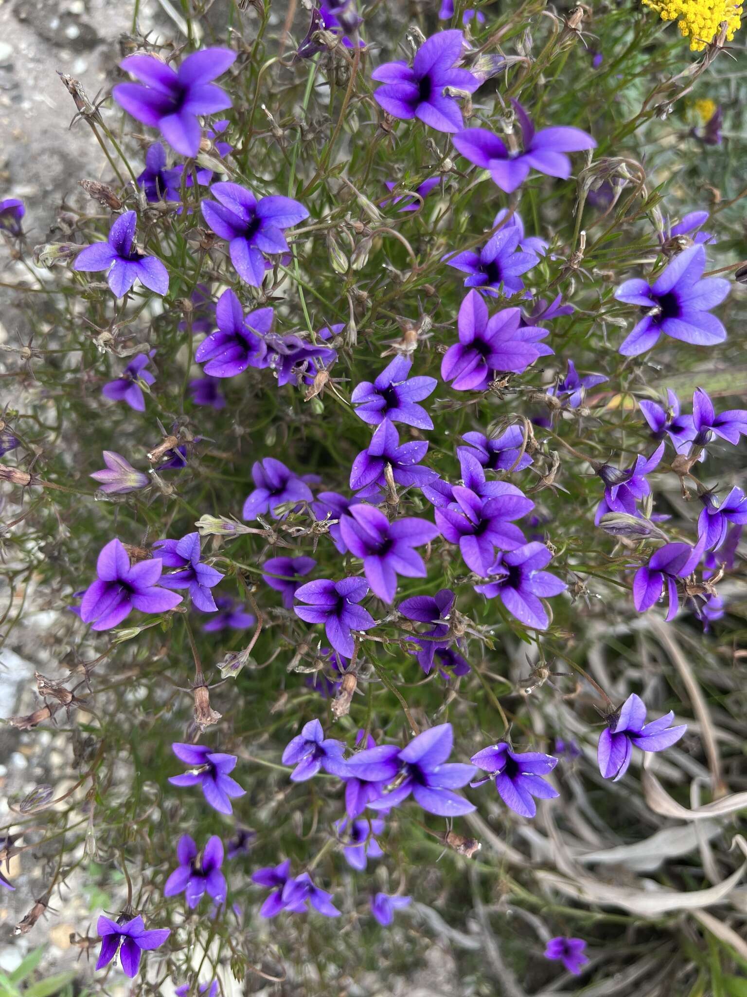 Image of Monopsis unidentata subsp. unidentata