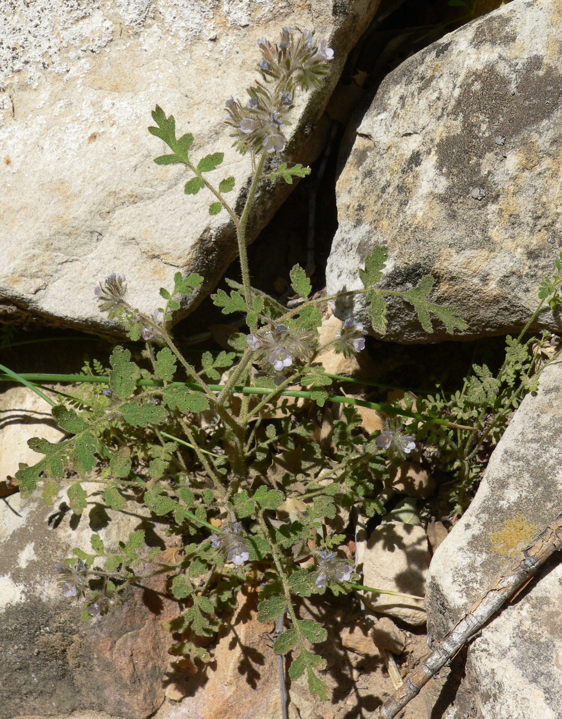 Image of hiddenflower phacelia