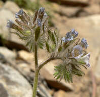 Image of hiddenflower phacelia