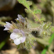 Image of hiddenflower phacelia