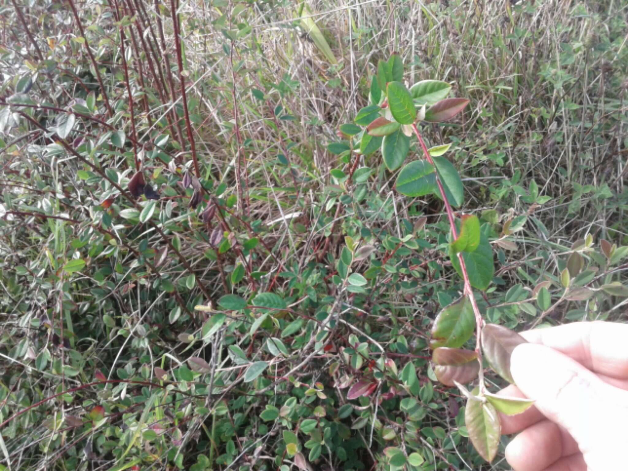 Plancia ëd Cotoneaster glaucophyllus Franch.