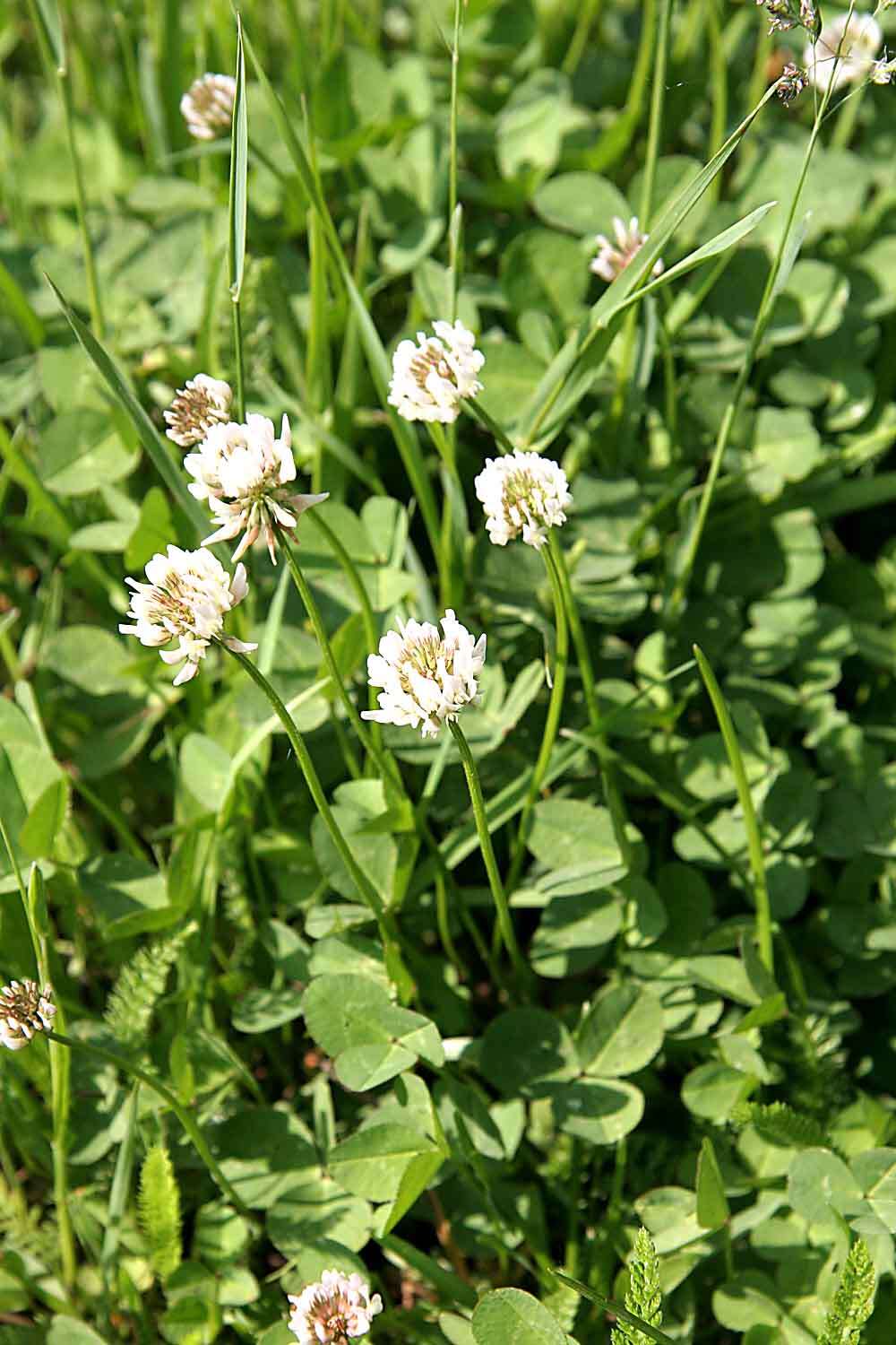 Image of white clover