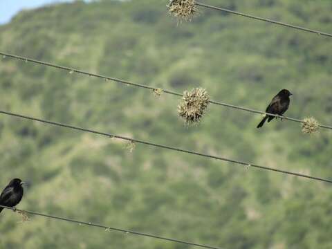 Image of Screaming Cowbird