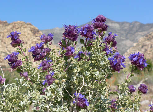 Image of purple sage