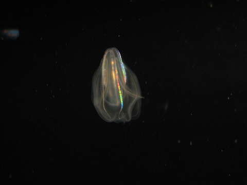 Image of comb jelly