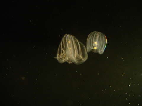 Image of comb jelly