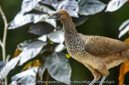 Image of Brazilian Chachalaca