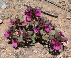 Plancia ëd Mimulus