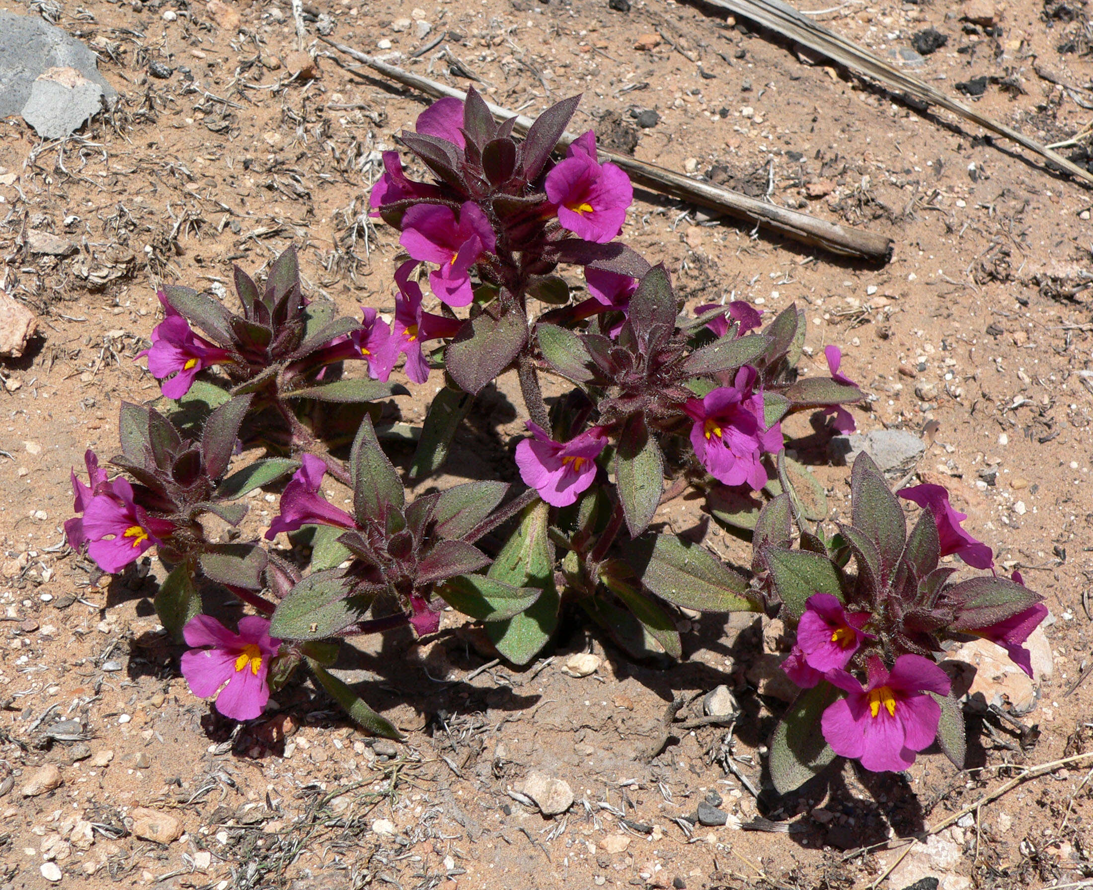 Plancia ëd Mimulus