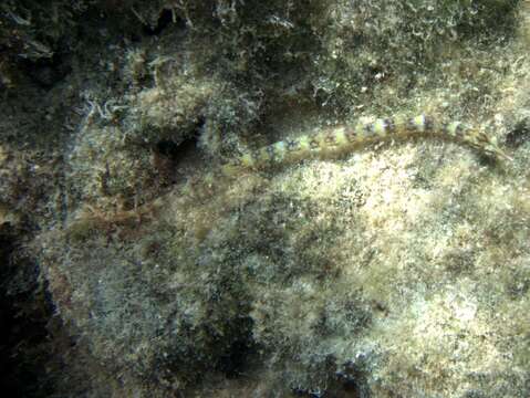 Image of Corythoichthys conspicillatus (Jenyns 1842)