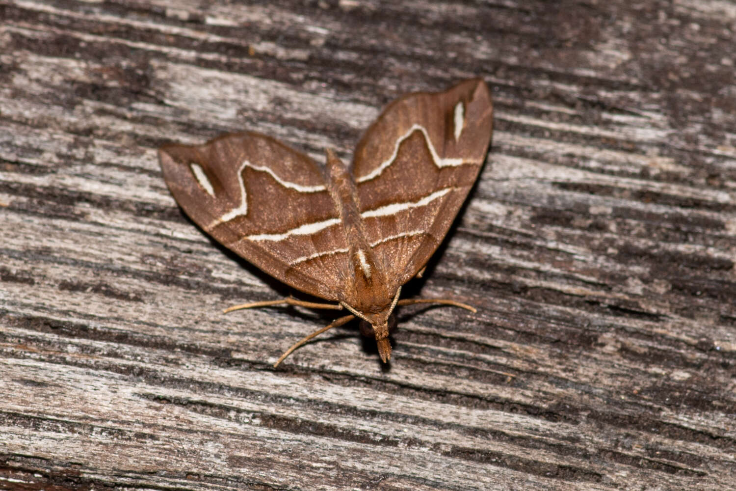 Imagem de Chaetolopha leucophragma Meyrick 1891