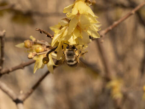 Image of Anthophora melanognatha Cockerell 1911