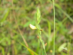 Plancia ëd Zornia latifolia Sm.