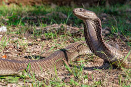 Image of Ashe’s spitting cobra