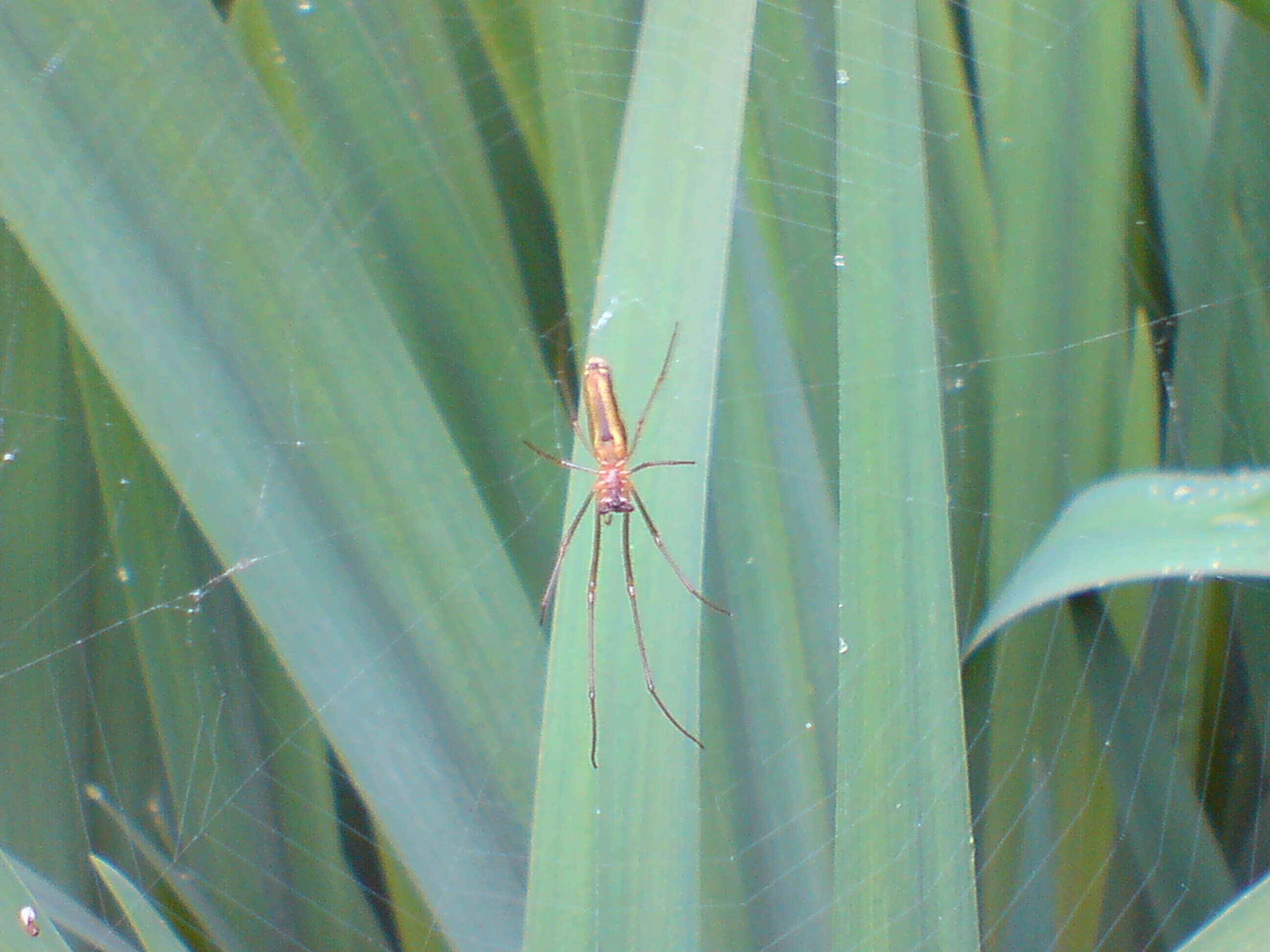 Image of Tetragnatha montana Simon 1874