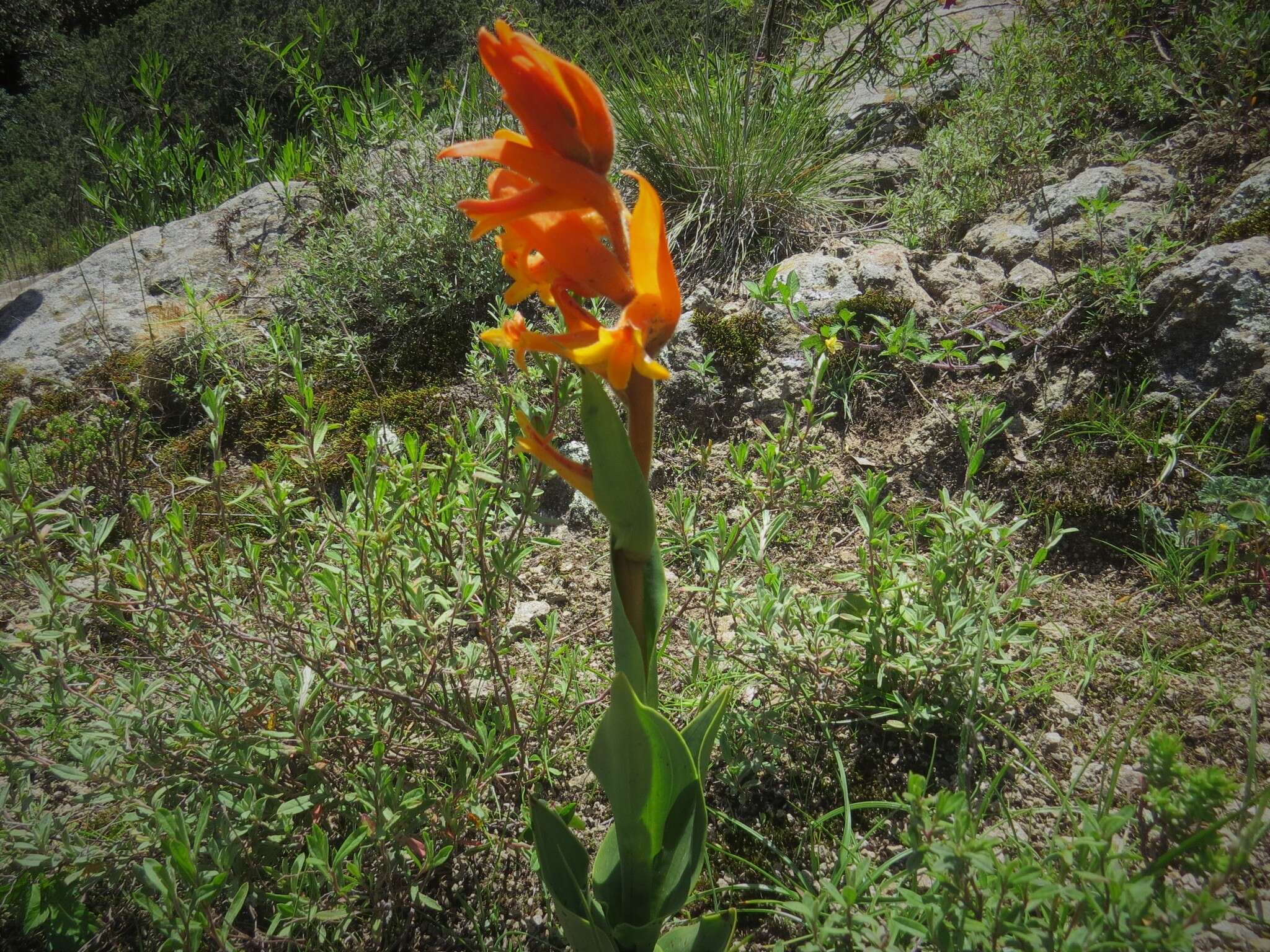 Plancia ëd Dichromanthus aurantiacus (Lex.) Salazar & Soto Arenas