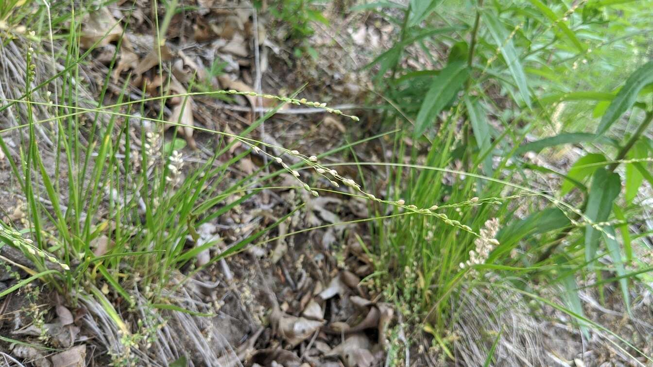 Panicum linearifolium Scribn. resmi