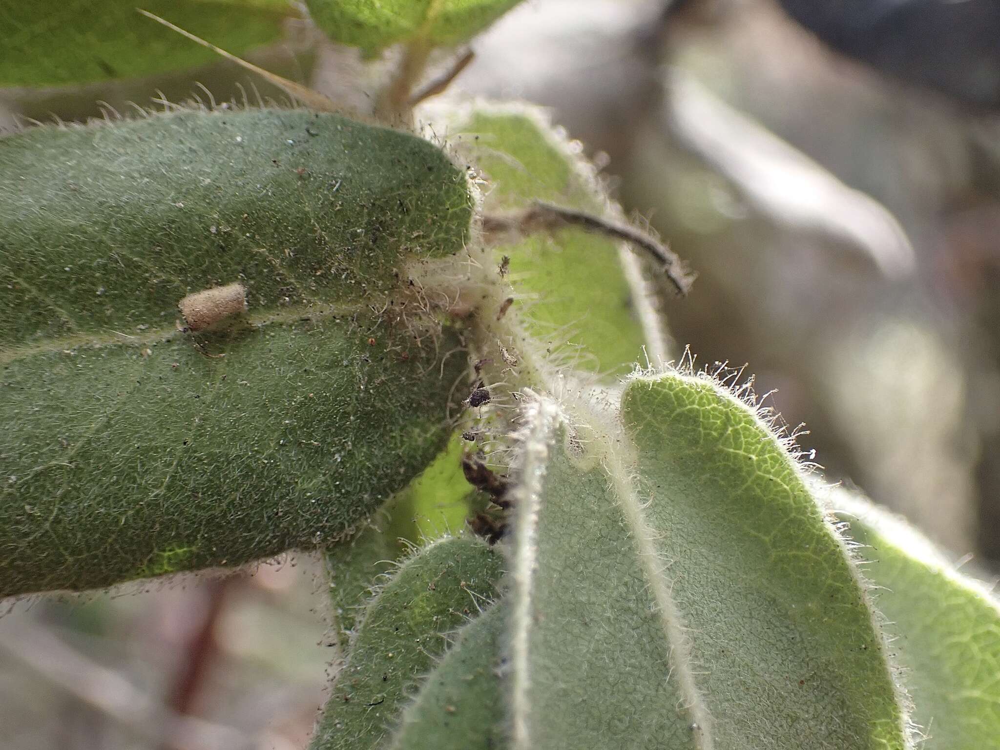 Image of Kings Mountain manzanita