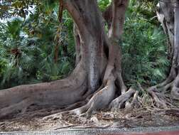 Image of Moreton Bay fig