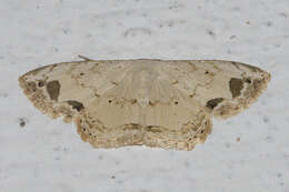 Image of <i>Scopula butleri</i>