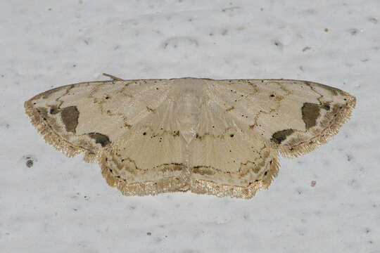 Image of <i>Scopula butleri</i>