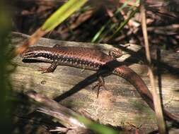 Image of Warm-temperate Water-skink