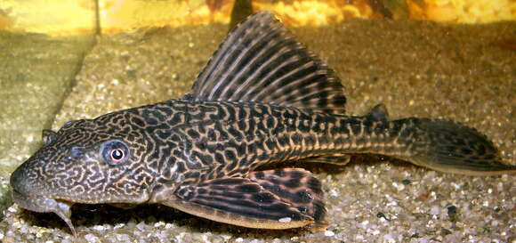 Image of Long-fin armored catfish