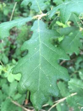 Image of Italian oak