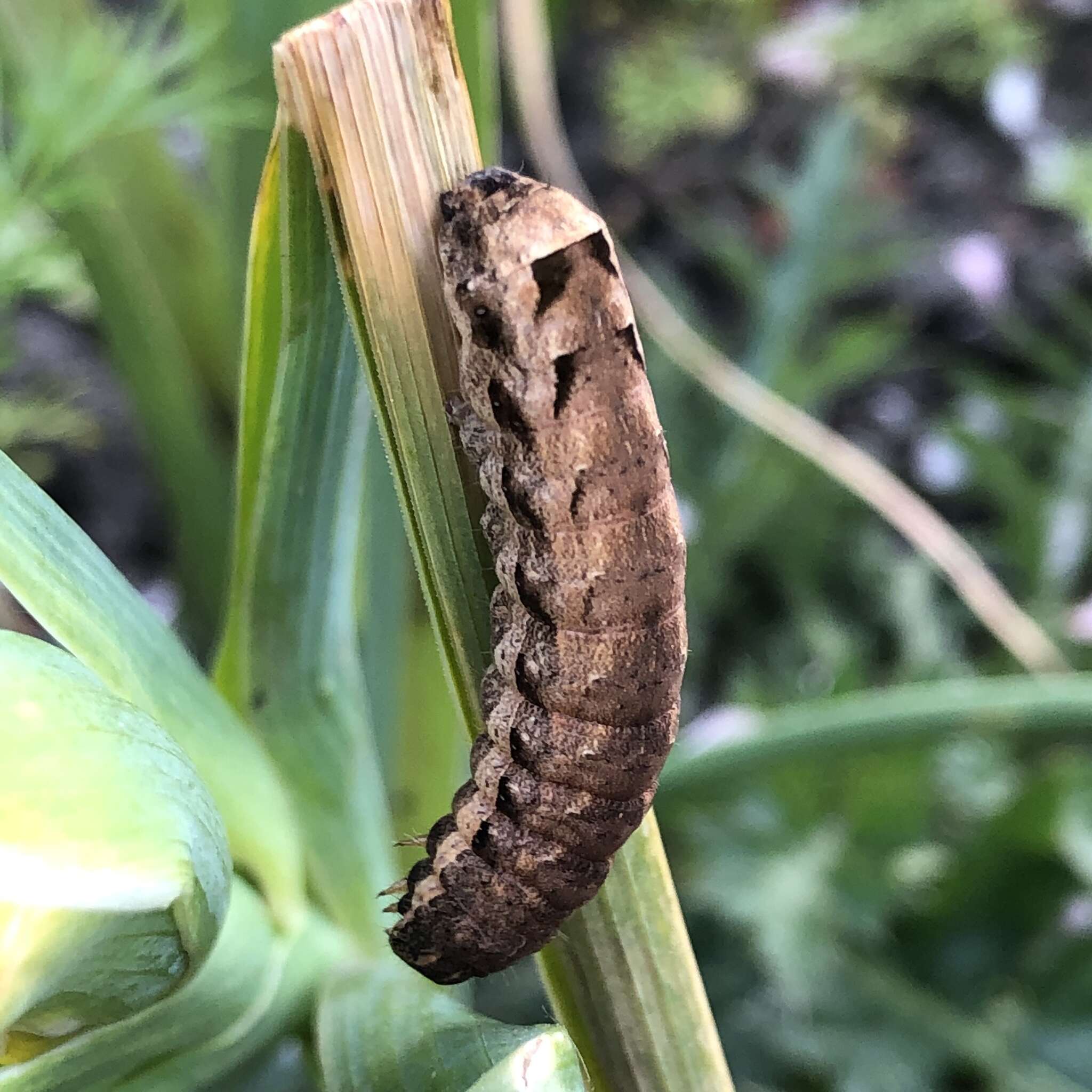 Image of lesser yellow underwing