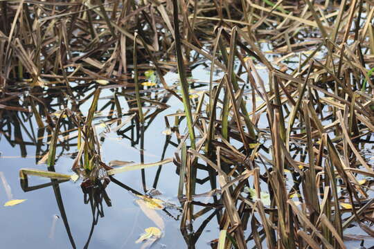 Image of broadleaf cattail