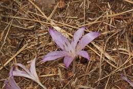 Image of Colchicum macrophyllum B. L. Burtt