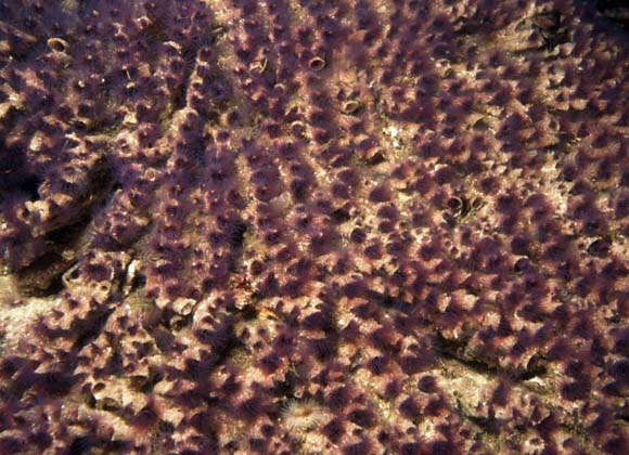 Image of Sandcastle worm