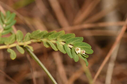 Euphorbia pergamena Small resmi