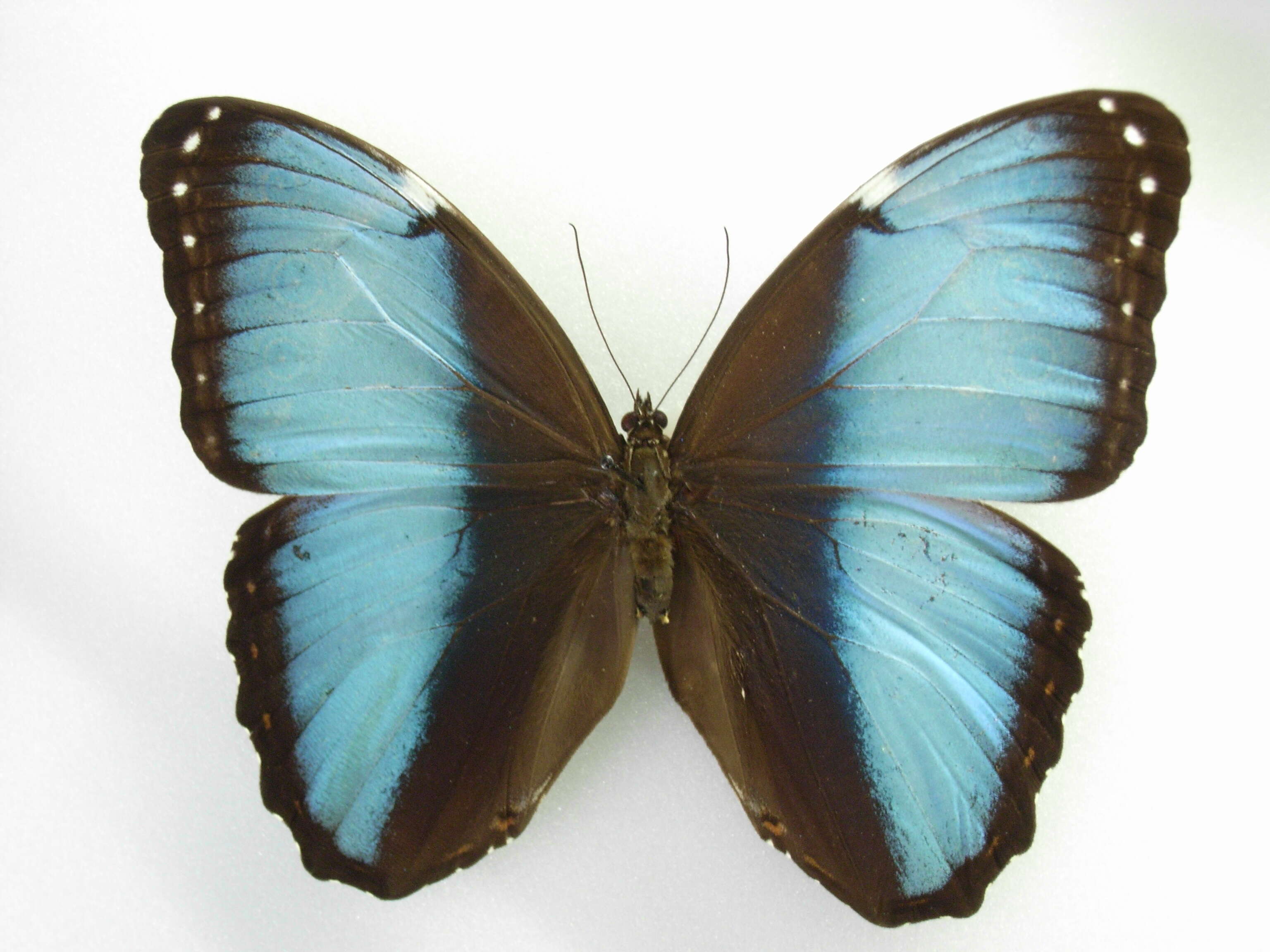 Morpho helenor Cramer 1782的圖片